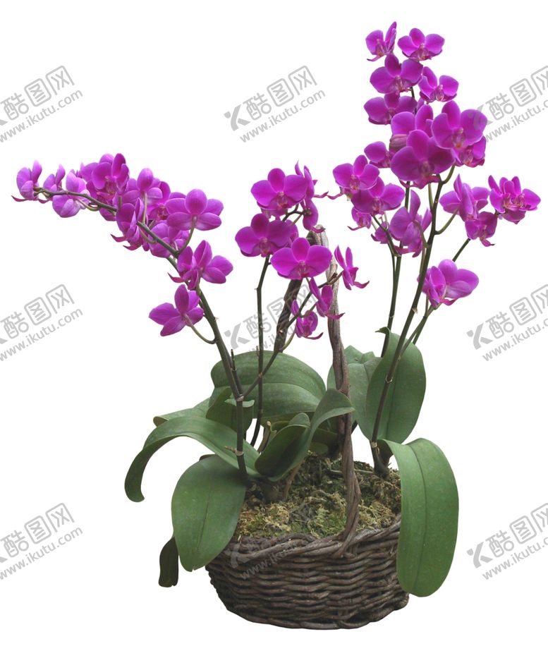 编号：76600310190113496632【酷图网】源文件下载-兰花