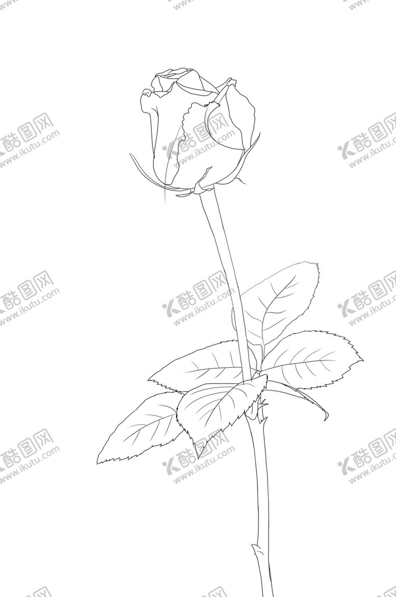编号：48832510280826481932【酷图网】源文件下载-玫瑰花