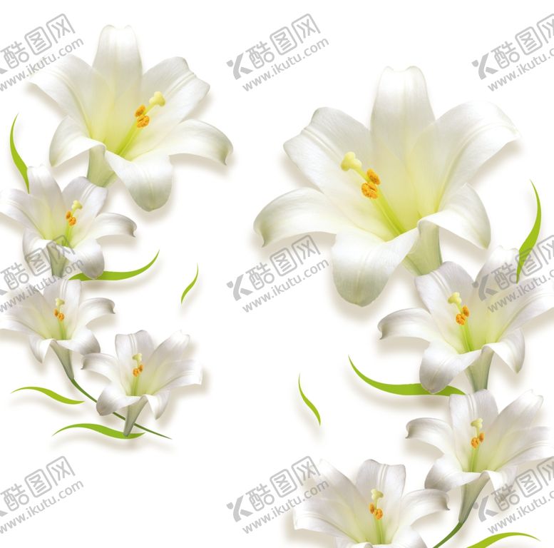 编号：30813910220732252264【酷图网】源文件下载-百合花