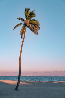 海边的椰树