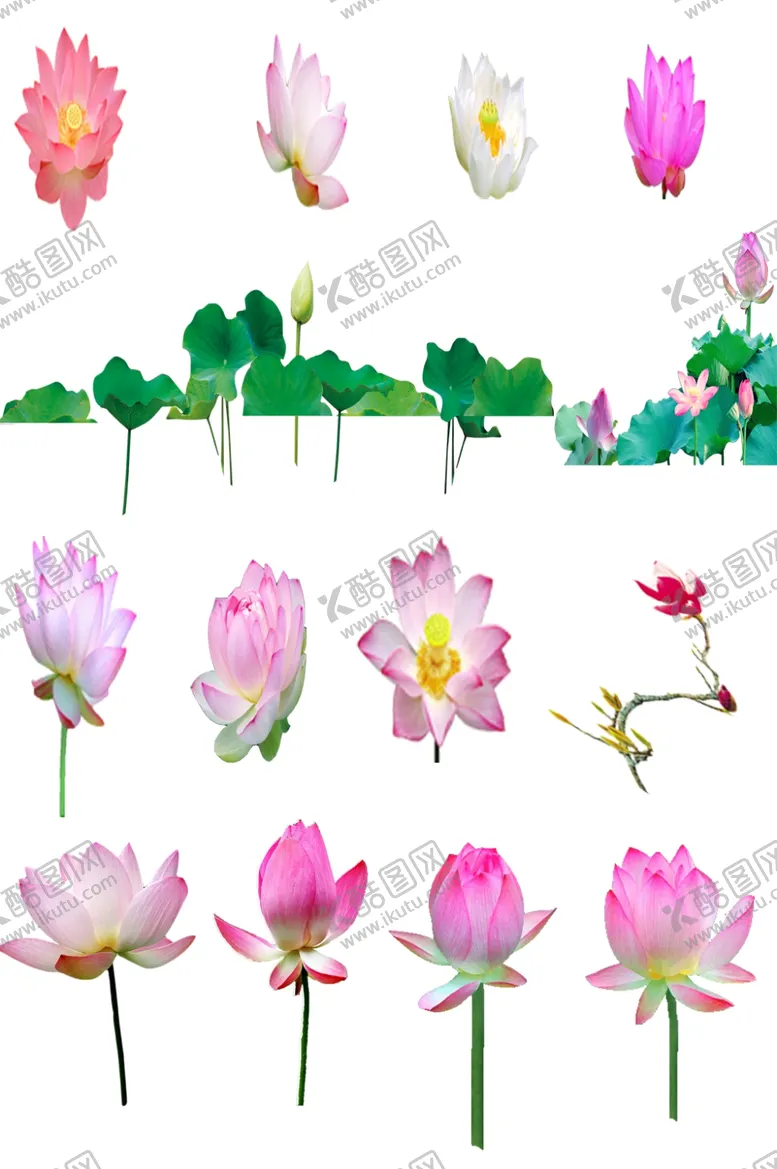 编号：74629206242114122025【酷图网】源文件下载-荷花免抠素材