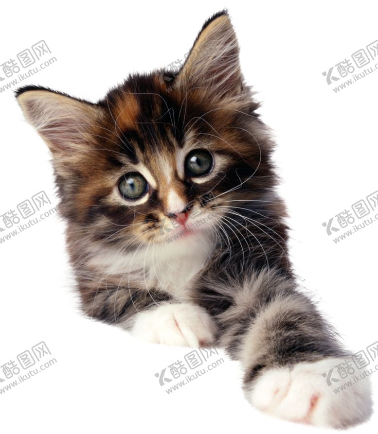 编号：43337510230151398201【酷图网】源文件下载-可爱动物小猫咪