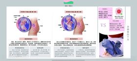 孕妈妈及胎宝宝变化第四个月