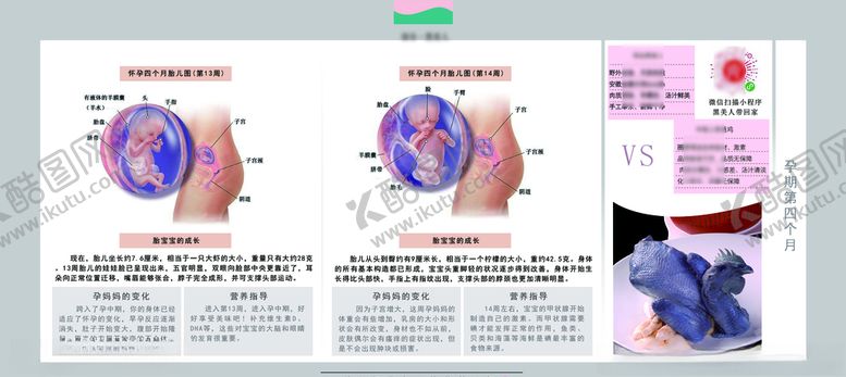 编号：21561705190347135375【酷图网】源文件下载-孕妈妈及胎宝宝变化第四个月