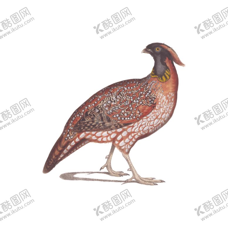 编号：77460910011325387952【酷图网】源文件下载-鸟类