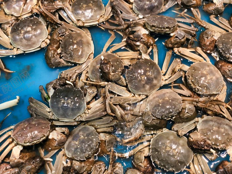 编号：94017409150506333757【酷图网】源文件下载-活螃蟹