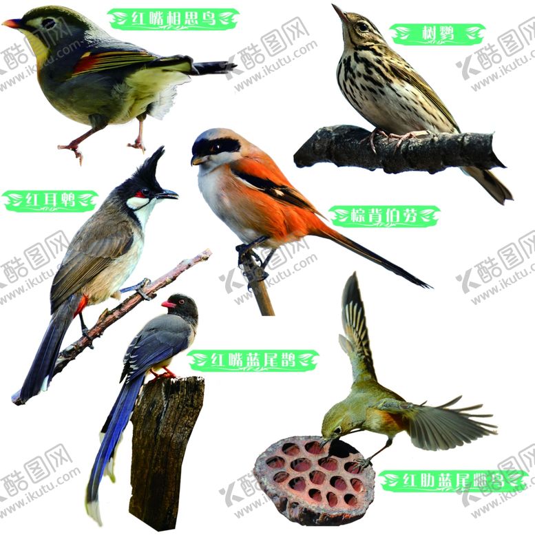 编号：49598009271137371403【酷图网】源文件下载-鸟类素材