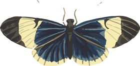 自然昆虫标本插画