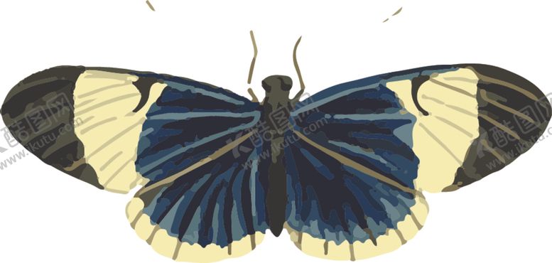 编号：34646107030704277372【酷图网】源文件下载-自然昆虫标本插画