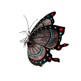 展翅蝴蝶卡通插画