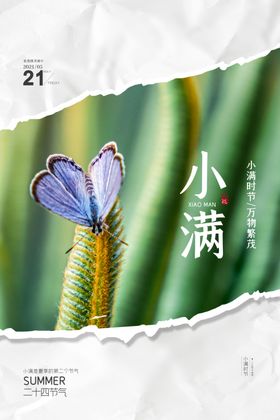 清新二十四节气小满节日海报