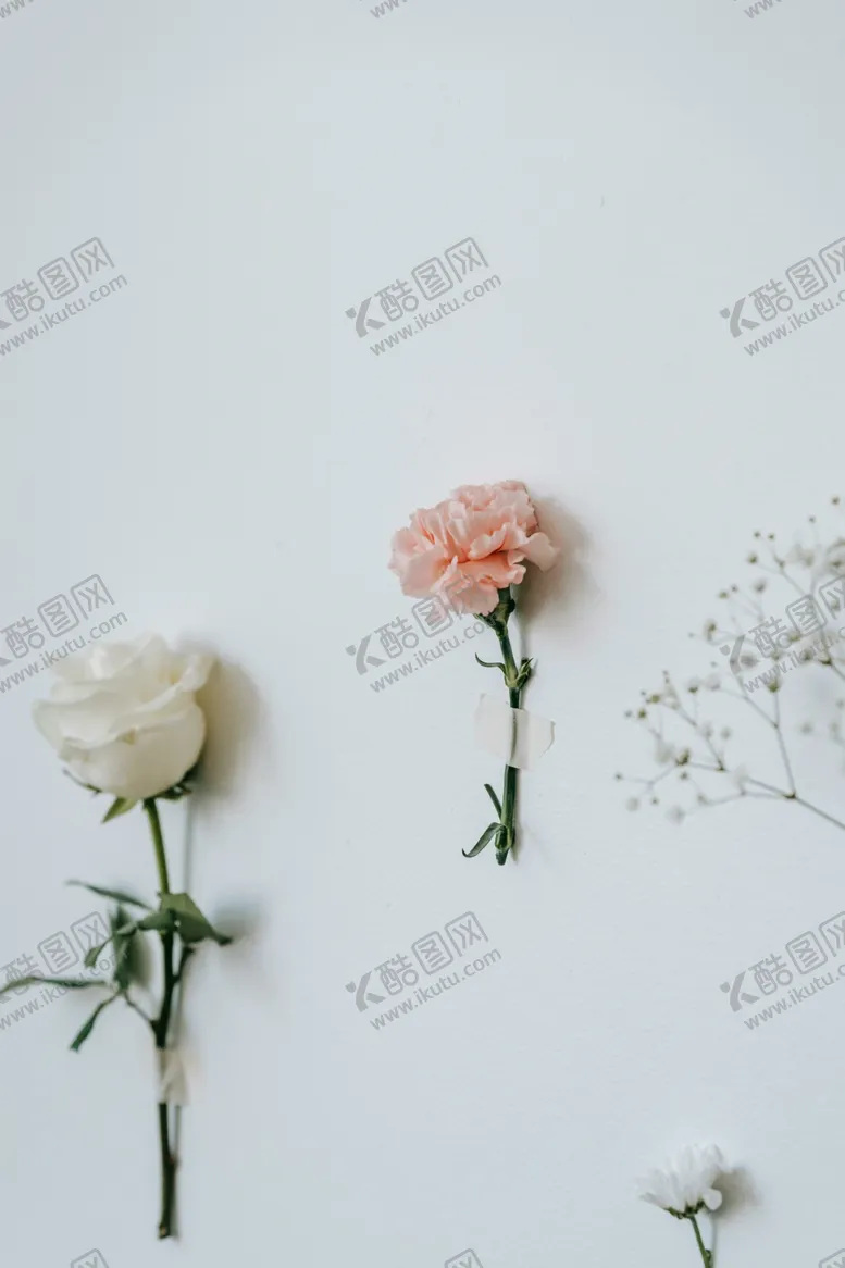 编号：98039612242226057510【酷图网】源文件下载-玫瑰