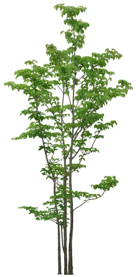 园林植物