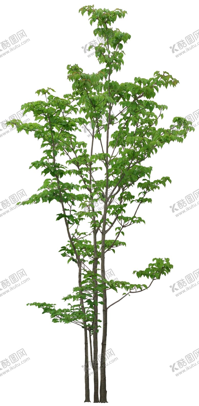 编号：75390310111921411599【酷图网】源文件下载-园林植物