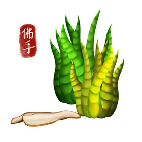 植物中药文化挂图中医馆中药宣传展板中药挂图