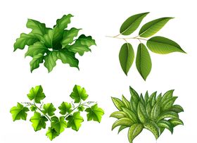 手绘植物