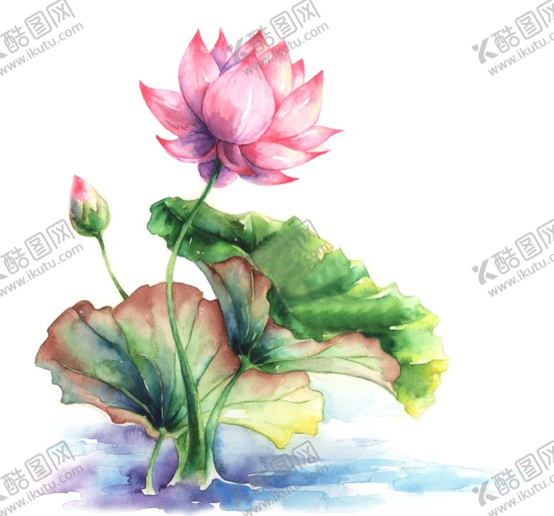 编号：70707303290206406373【酷图网】源文件下载-手绘荷花