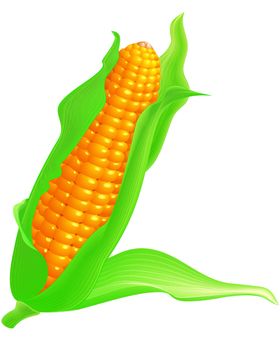 玉米