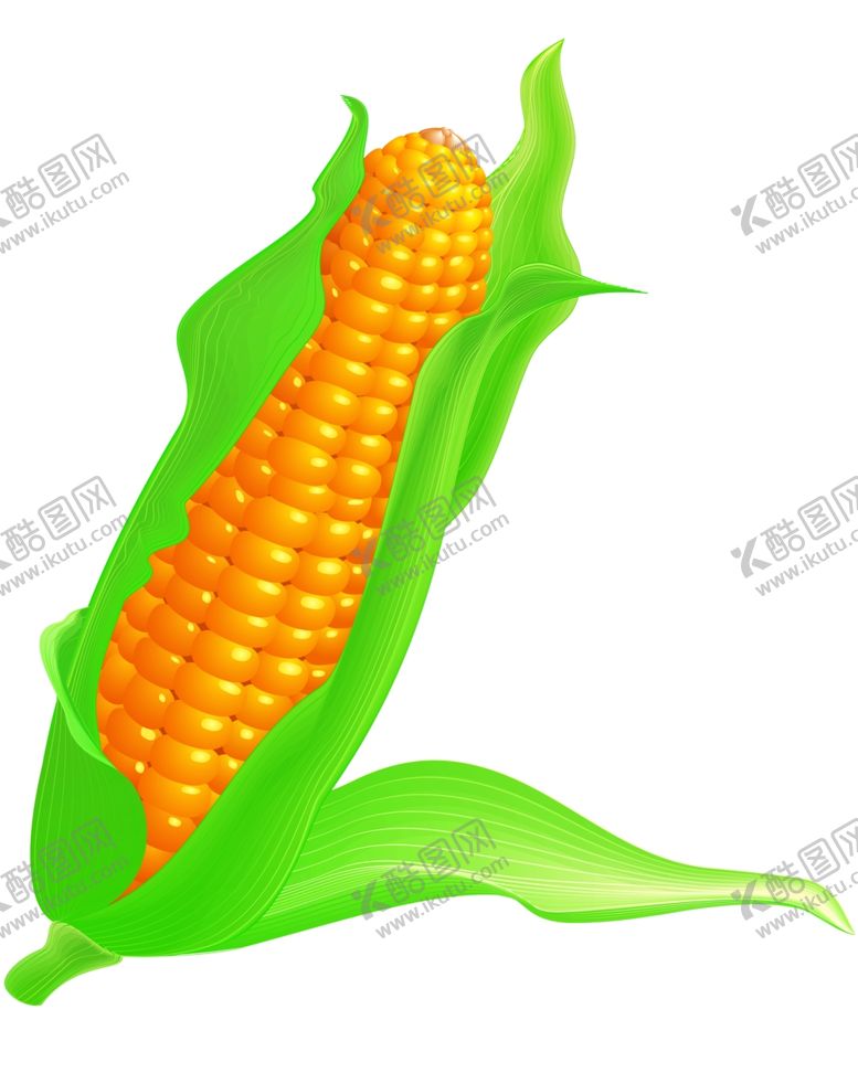 编号：68868510180148029628【酷图网】源文件下载-玉米