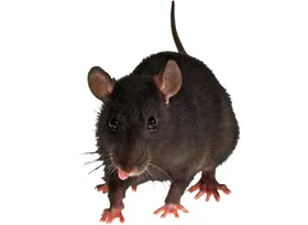 老鼠