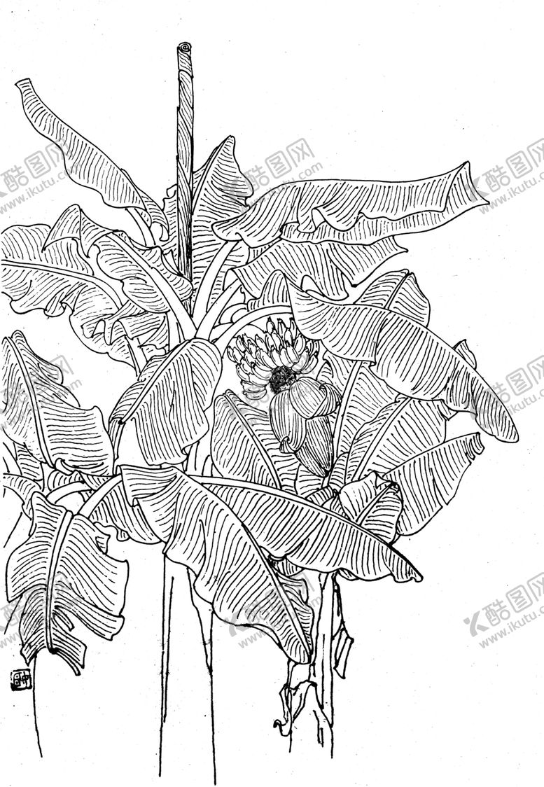 编号：79475102050740141153【酷图网】源文件下载-芭蕉