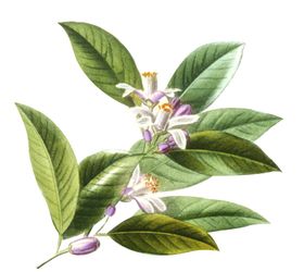 茶花手绘
