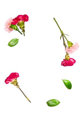 鲜花绿叶