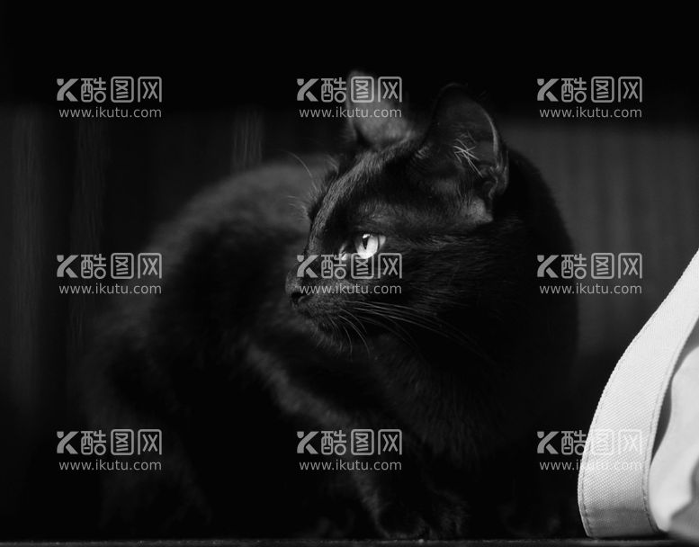 编号：19781711260520258251【酷图网】源文件下载-黑猫