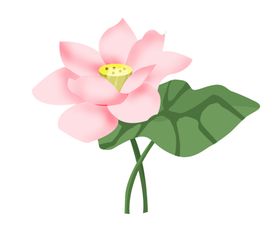 中国风荷花插画