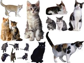 卡通猫免扣素材