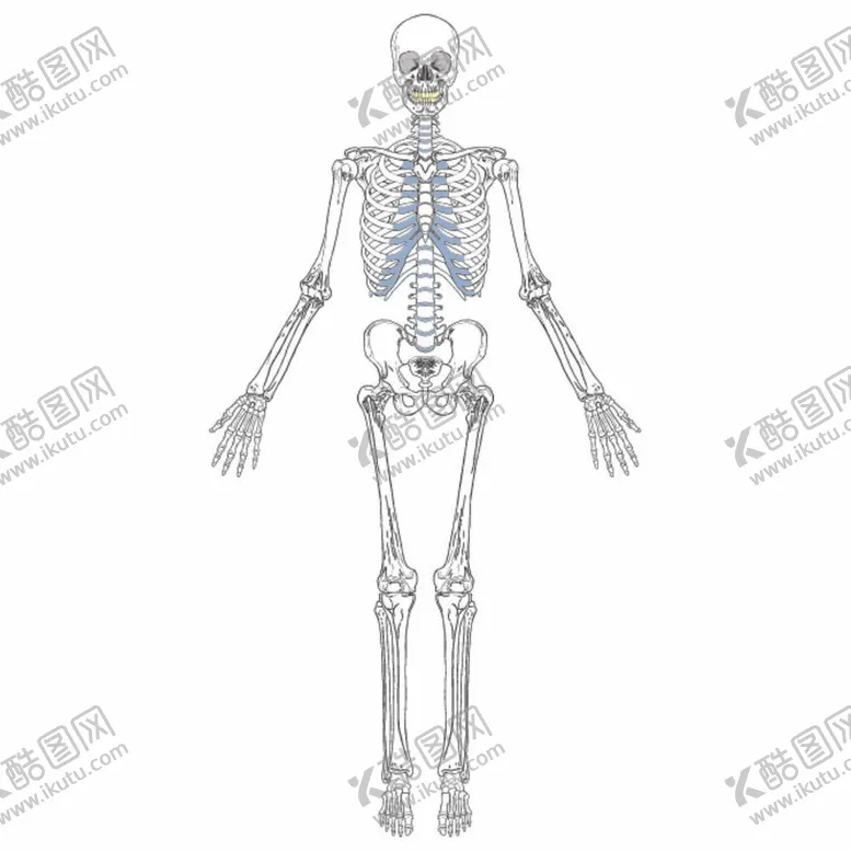编号：61518512051551004654【酷图网】源文件下载-骷髅