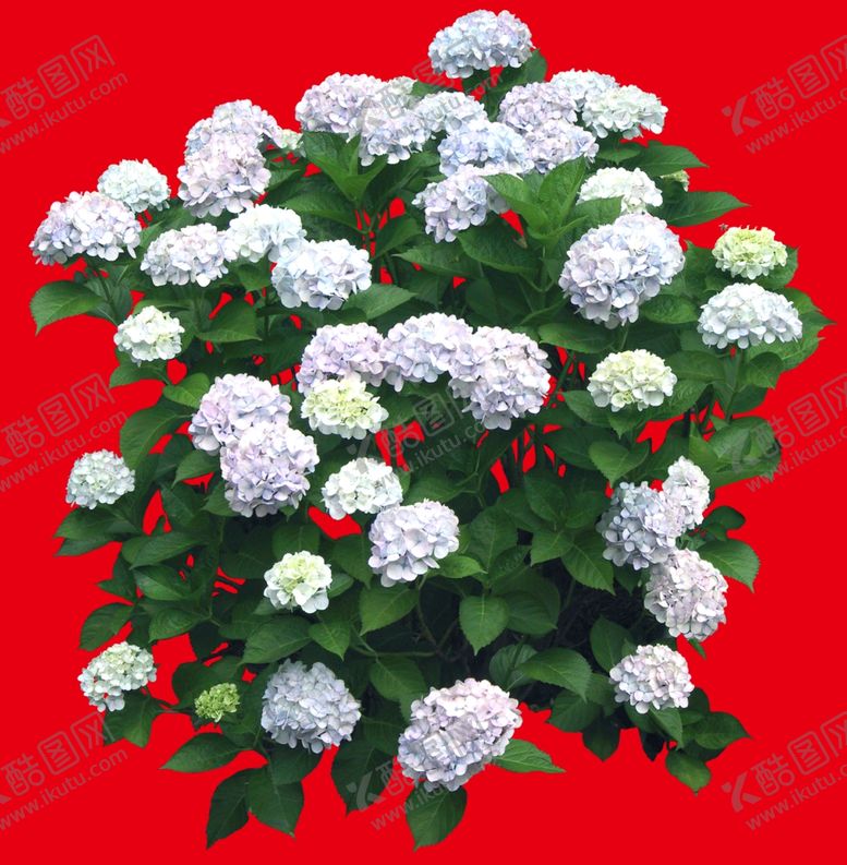 编号：47780809271617247240【酷图网】源文件下载-分层花