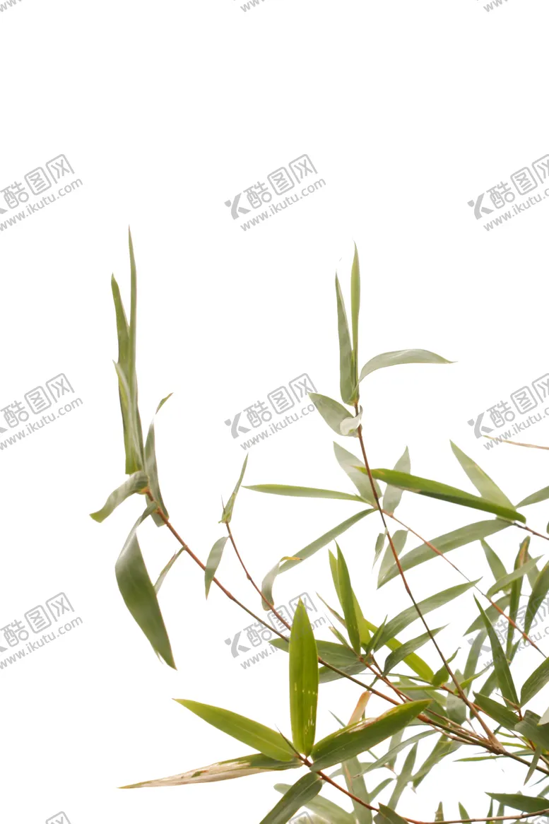 编号：75324805042337419740【酷图网】源文件下载-竹叶