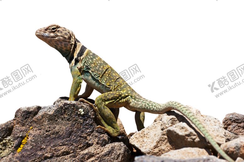 编号：90191410052022442917【酷图网】源文件下载-蜥蜴