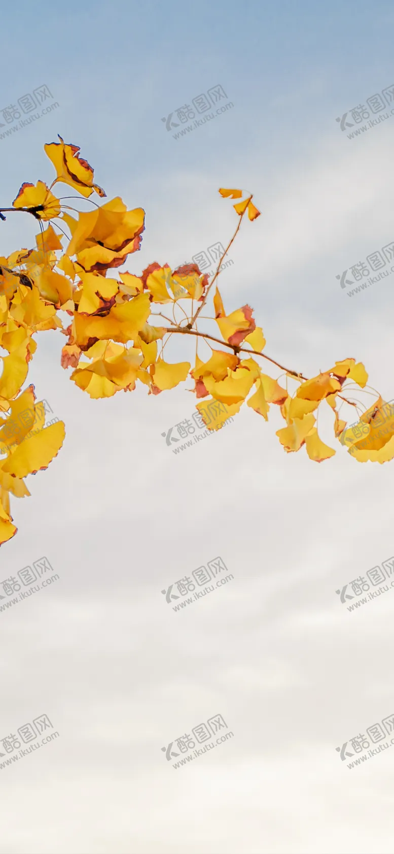 编号：18629906260628015460【酷图网】源文件下载-手机壁纸