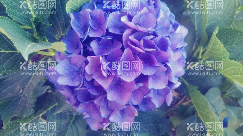 编号：87224111111147029966【酷图网】源文件下载-植物花卉