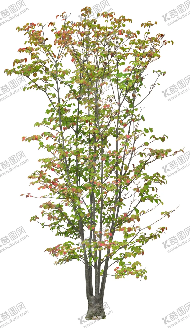 编号：32342605031020035394【酷图网】源文件下载-免扣植物素材图片