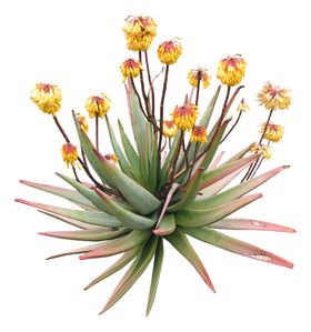 免扣扁平风花卉植物元素素材