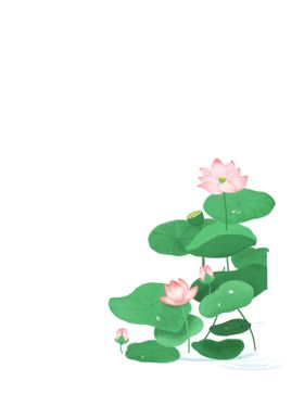 荷花荷叶