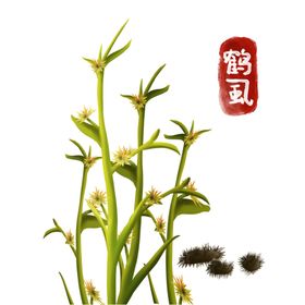 植物中药中医院展板中药展板名贵中药展板