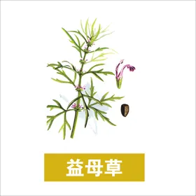 益母草