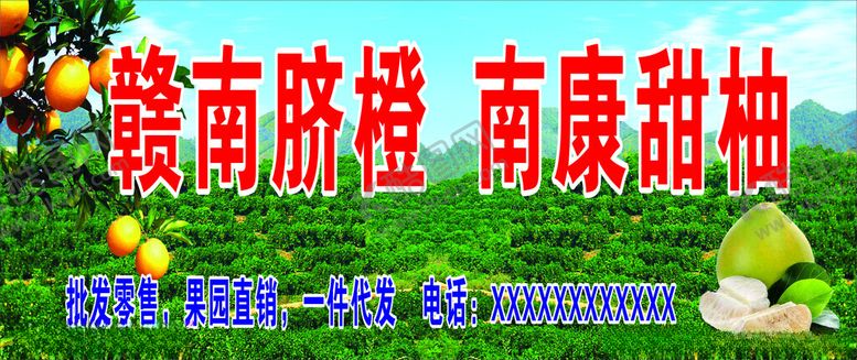 编号：86857912091547101685【酷图网】源文件下载-脐橙
