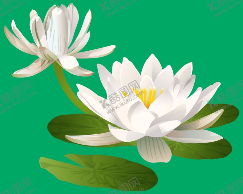编号：96073410080923158641【酷图网】源文件下载-荷花