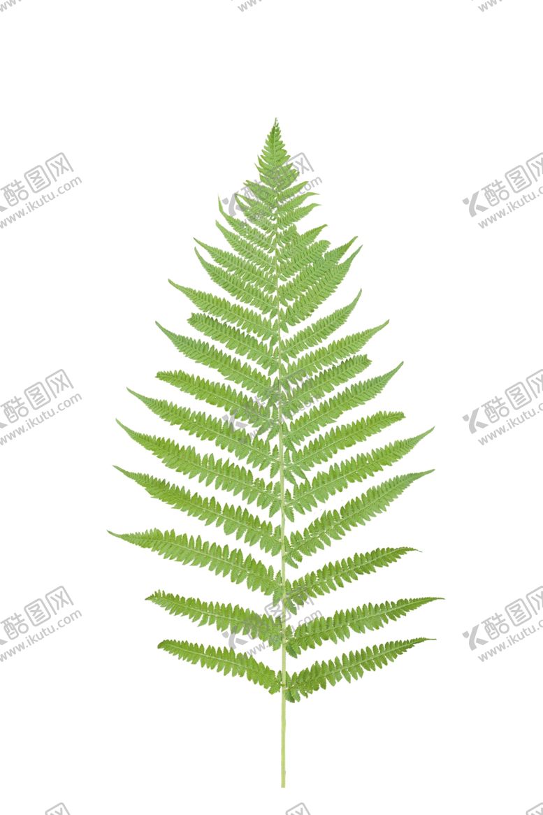 编号：54935910170612279306【酷图网】源文件下载-树叶