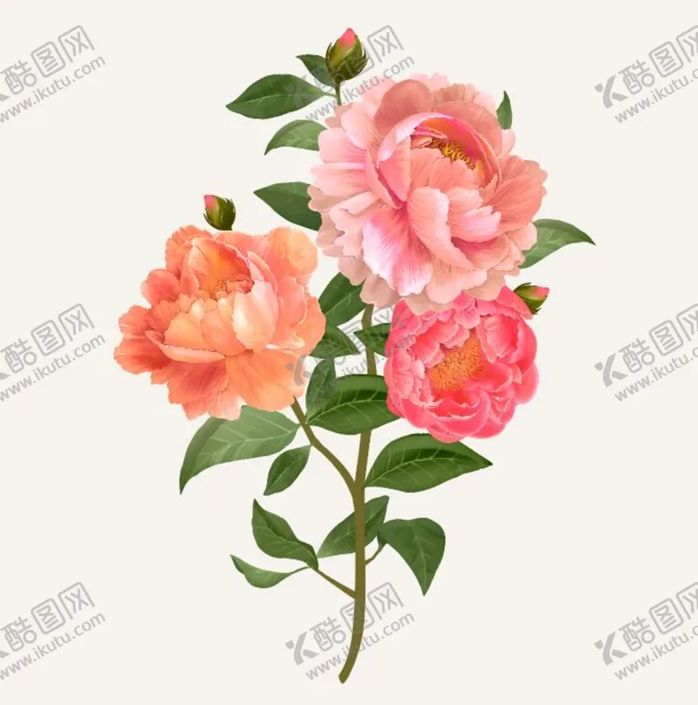 编号：42082510161731209621【酷图网】源文件下载-牡丹花