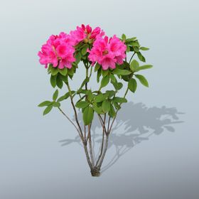 高清花卉