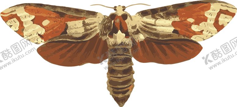 编号：83658307060342002679【酷图网】源文件下载-自然昆虫标本插画