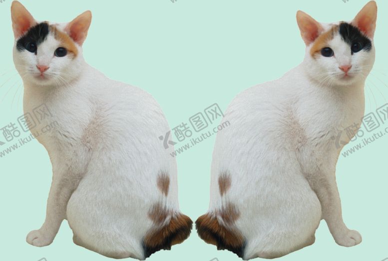 编号：23430711301812433429【酷图网】源文件下载-猫咪