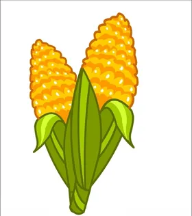 玉米
