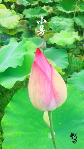 小暑荷花海报设计